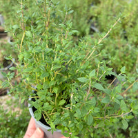 Fresh Herbs - Thyme