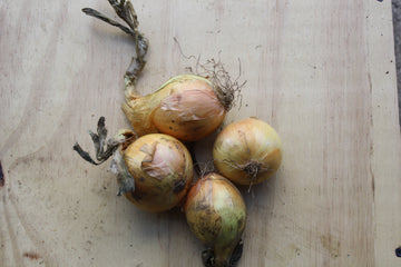 A photo of organic onions