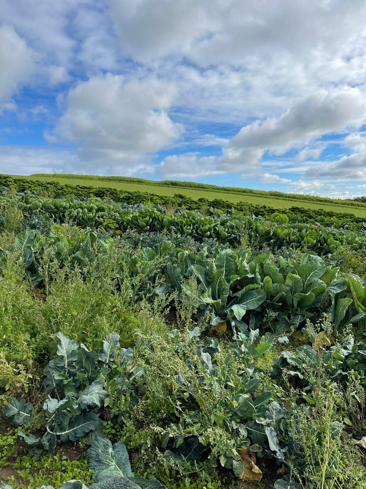 Home Grown Bonnytoun Veg