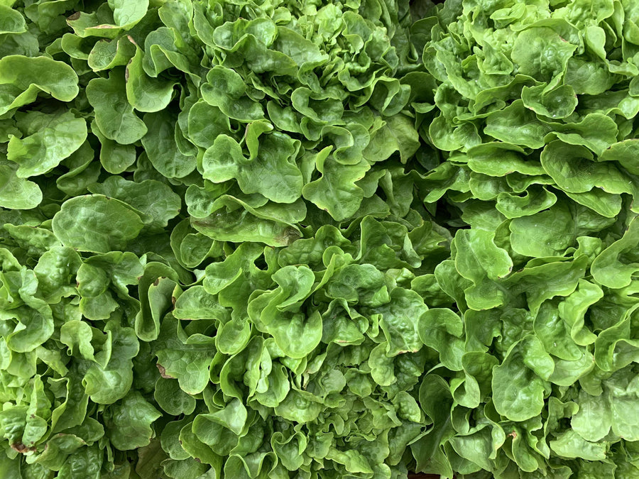 Vibrant green lettuce leaves
