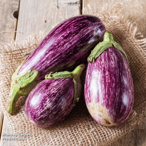 Aubergine, Graffiti