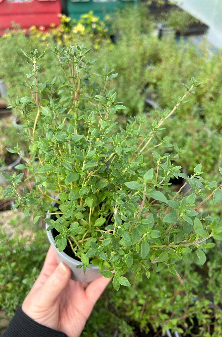 Fresh Herbs - Thyme
