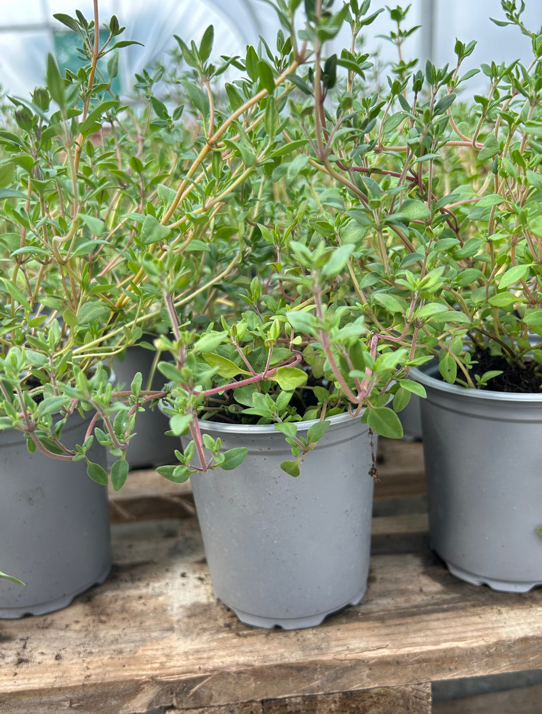 Fresh Herbs - Thyme