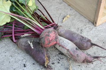 A photo of organic beetroot.