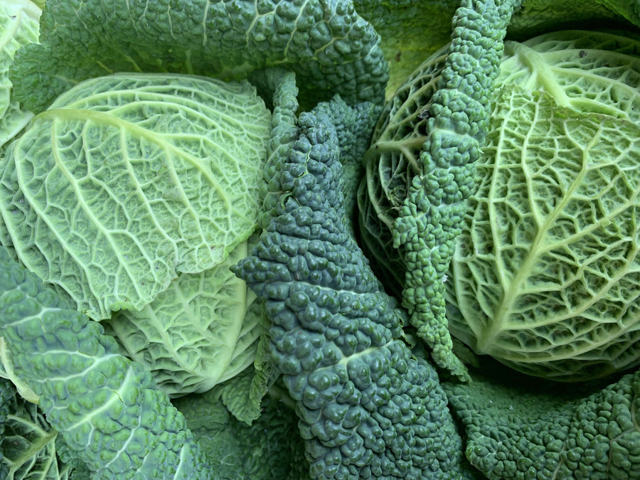 Cabbage, Savoy