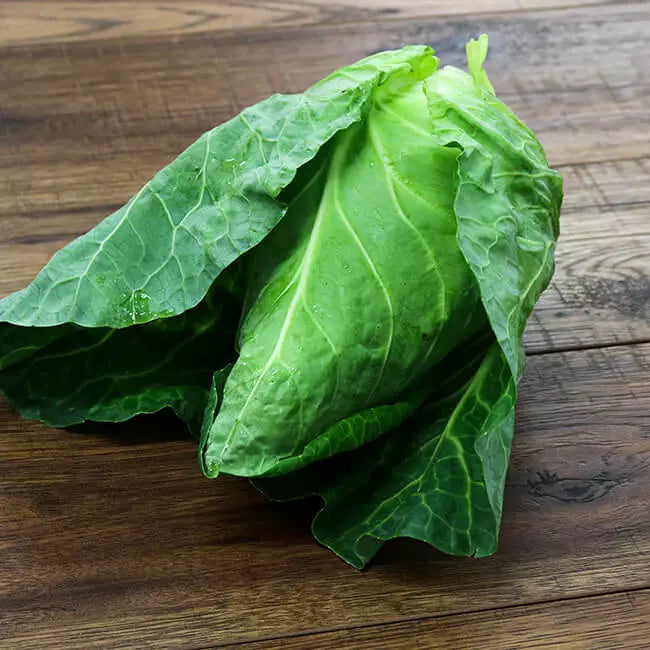 Delicious green pointed cabbage. organic