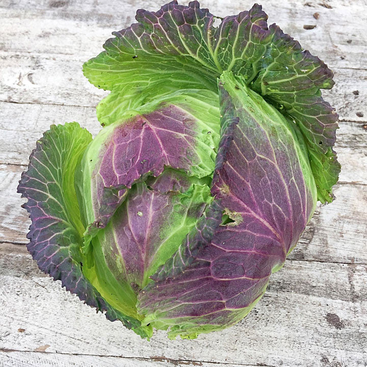 Photo of a January king cabbage - beautiful green and purple leaves!