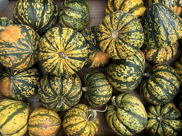 Yellow and green harlequin squash - organic