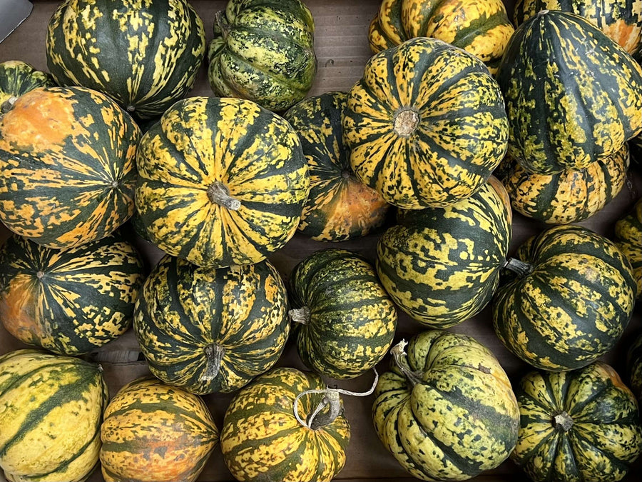 Yellow and green harlequin squash - organic