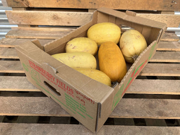 Squash, Spaghetti