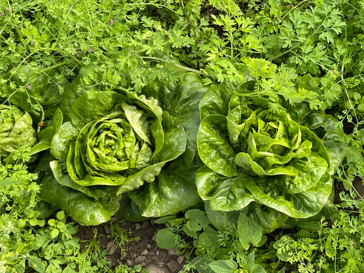 Organic Lothian lettuce salad local farmshop grown near me