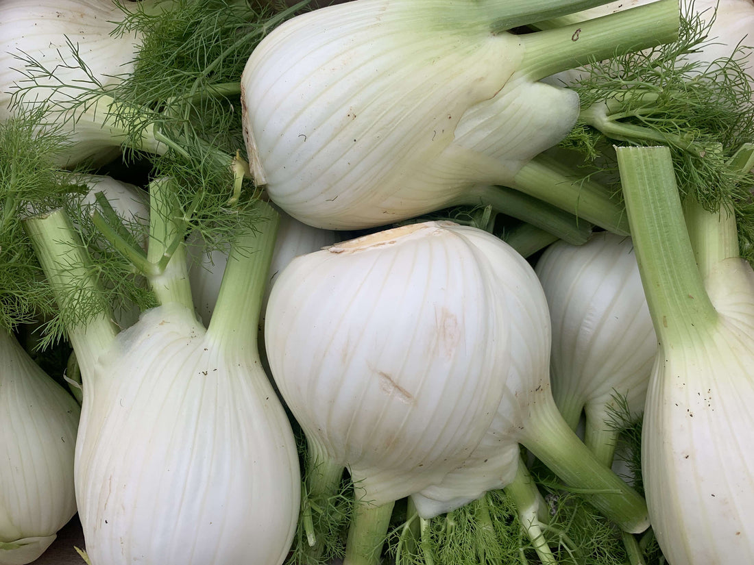 A photo of organic fennel